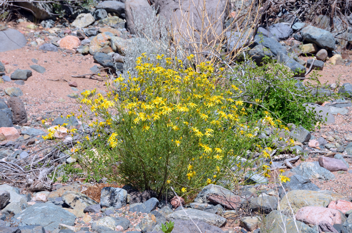 Threadleaf Groundsel, Senecio flaccidus